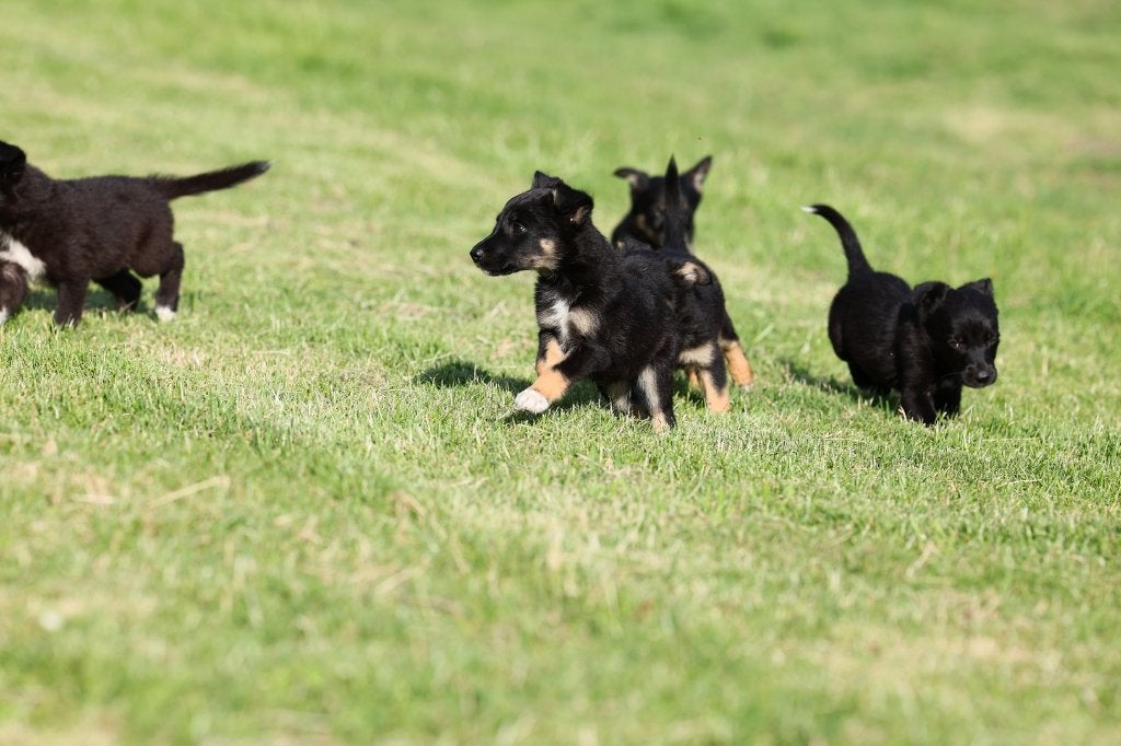 duitse herder pups / border collie pups / reutjes, 8 tot 15 weken, Meerdere, Meerdere dieren, Herder