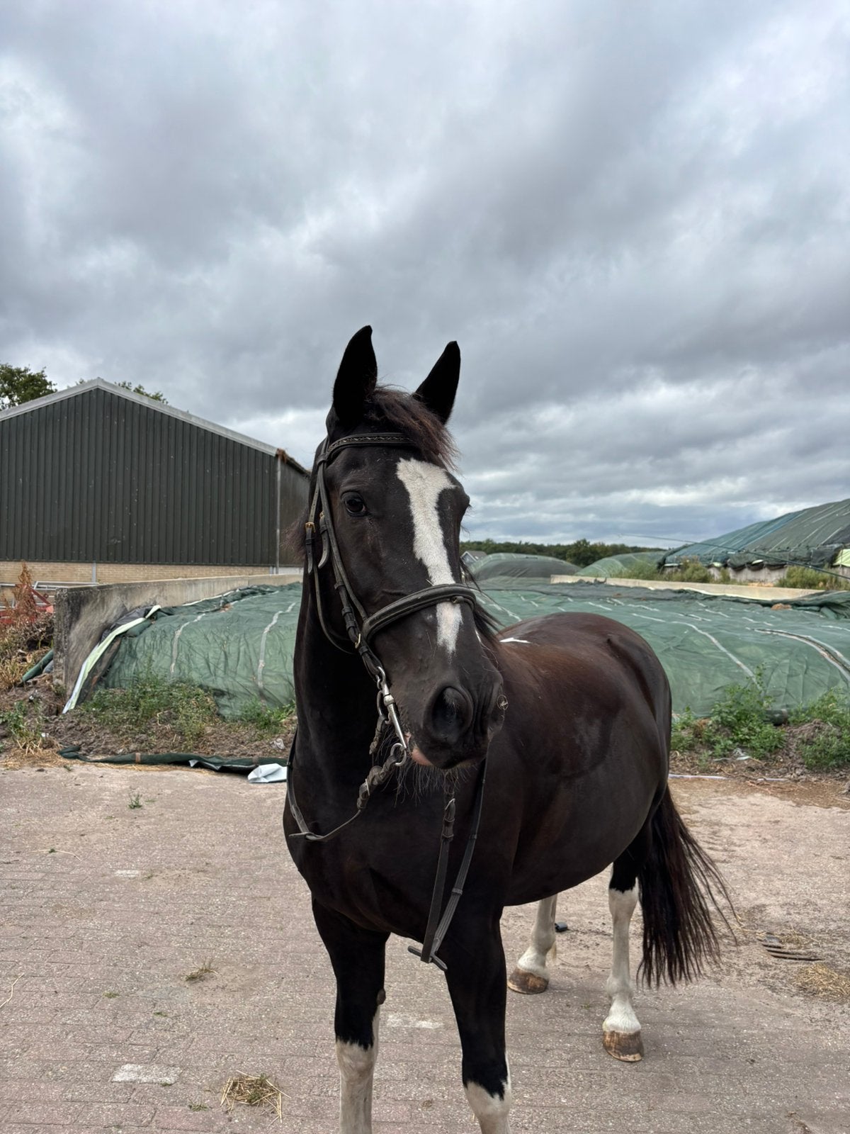 Bomproof recreatiepaard, Dieren en Toebehoren, Pony's, Ruin, Niet van toepassing, E pony (1.48m - 1.57m), Recreatiepony, 11 jaar of ouder