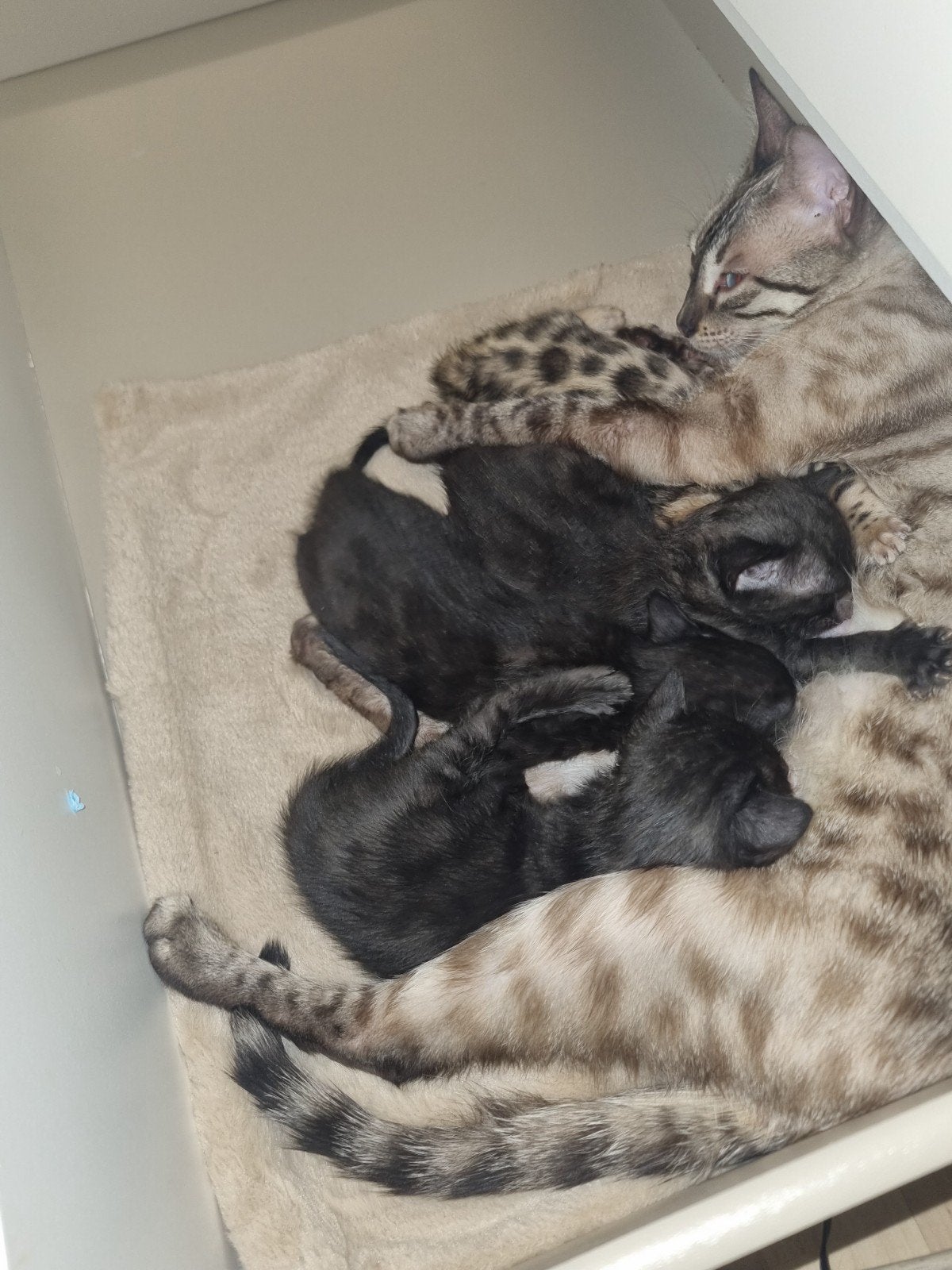 bengaalse kittens, Dieren en Toebehoren, Kater, Ontwormd, 0 tot 2 jaar
