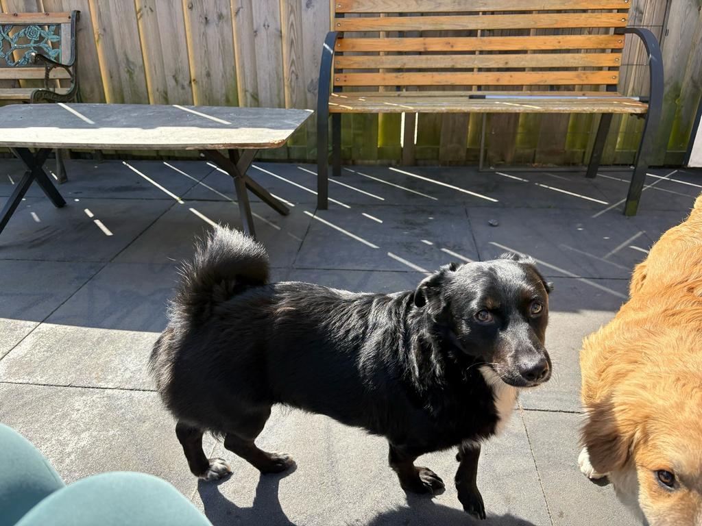 Mario ter adoptie kleinblijvend hondje zwart reutje 3 jaar, Particulier, Reu, Buitenland, Parvo