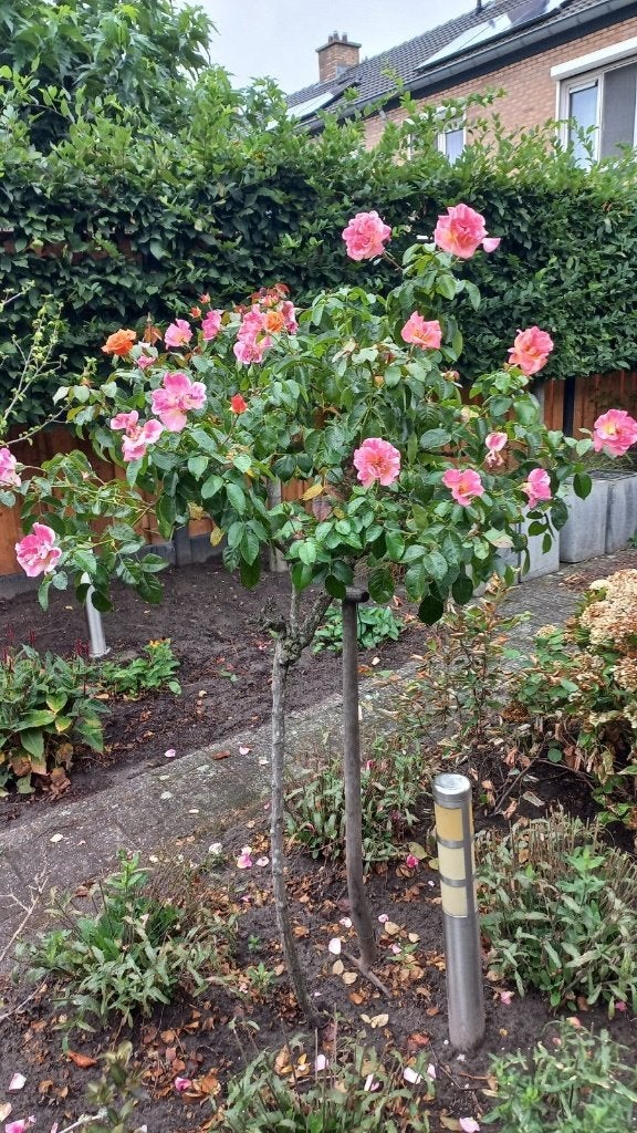 stamroos, Tuin en Terras, Ophalen, Hortensia, Struik, Minder dan 100 cm