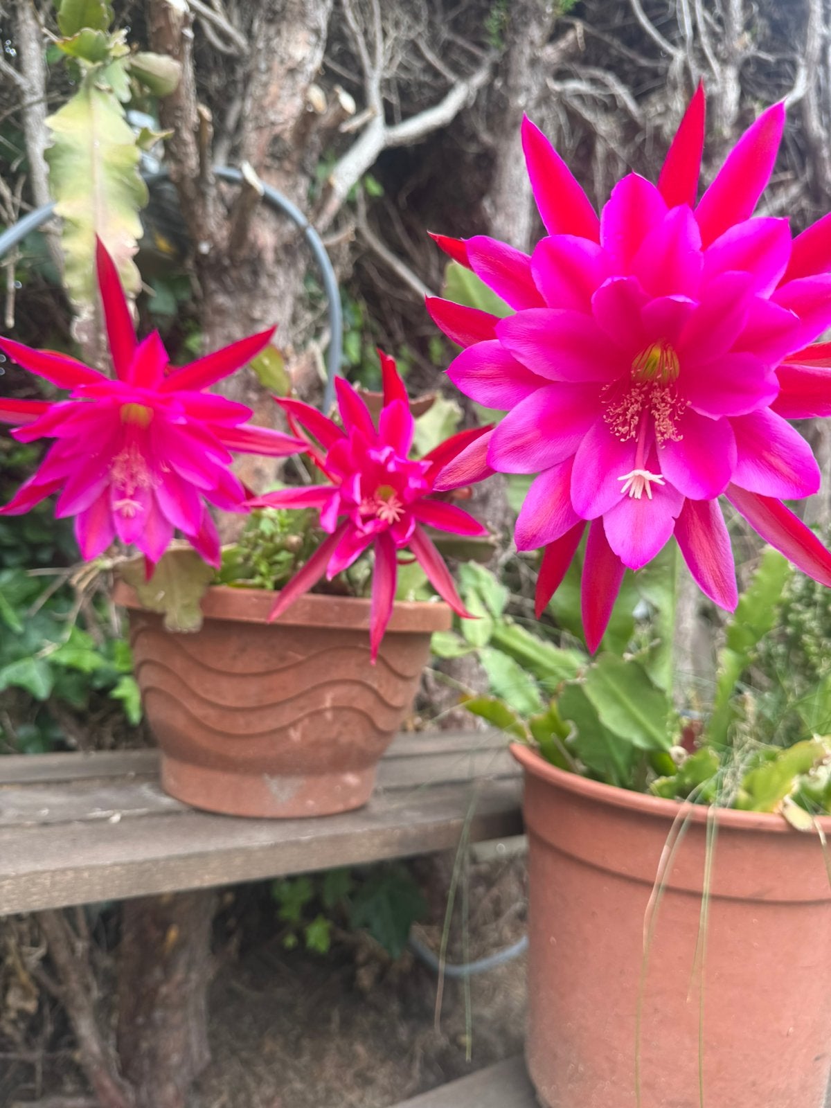 Epiphyllum Emperor Hanzei Cactus, Tuin en Terras, Planten | Tuinplanten, Ophalen of Verzenden, Overige soorten, Volle zon