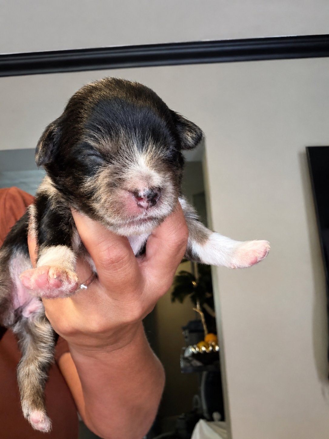 Mini Labradoodle, Dieren en Toebehoren, Honden | Chihuahua's en Gezelschapshonden, Parvo, Overige rassen, 8 tot 15 weken, Meerdere