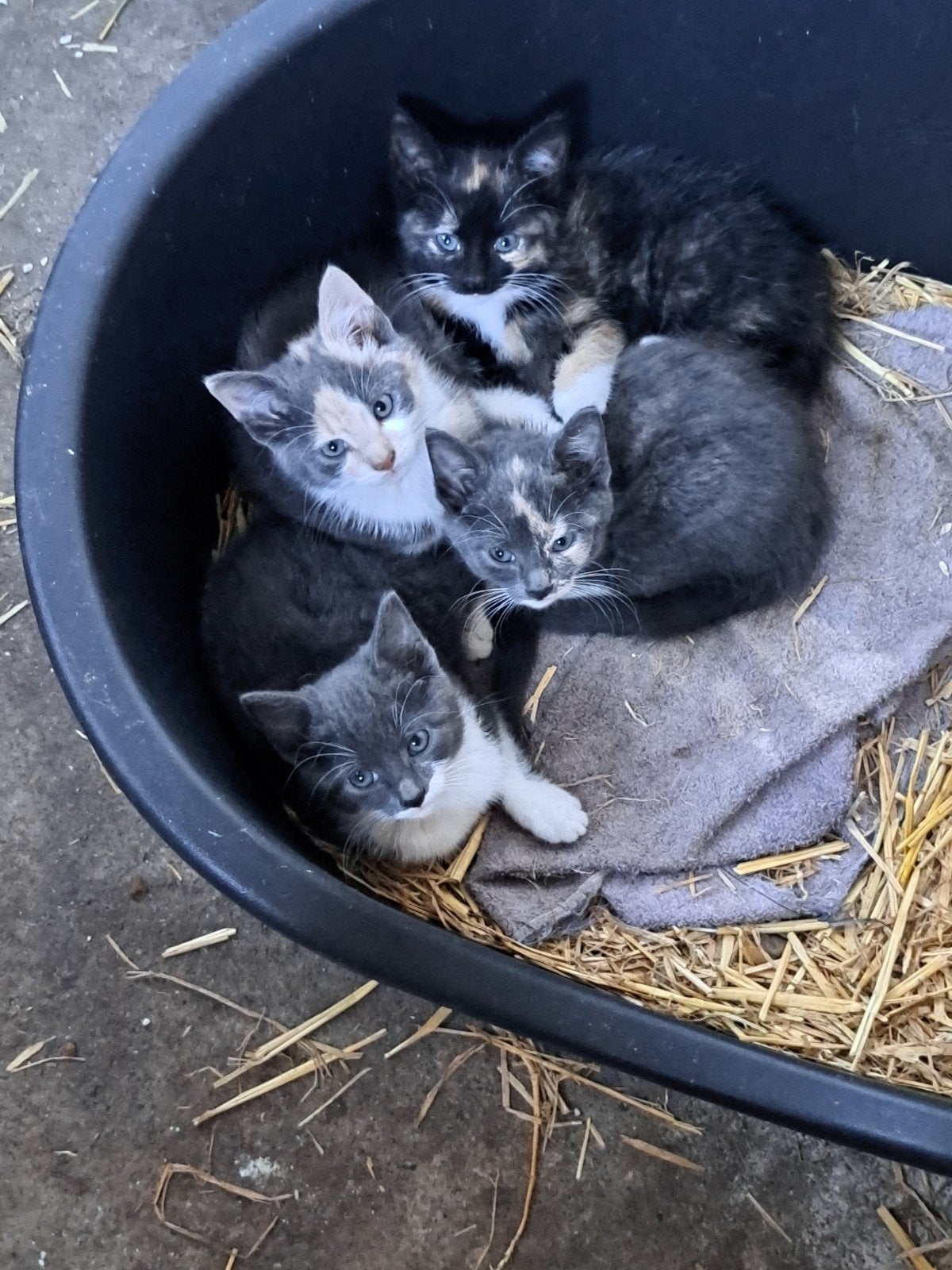 kittens te koop, Poes, Kortharig, 0 tot 2 jaar
