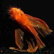 Ancistrus super red long fin 3-4 cm eigen kweek!!! € 15,-, Dieren en Toebehoren, Vissen | Aquariumvissen, Vis, Zoetwatervis