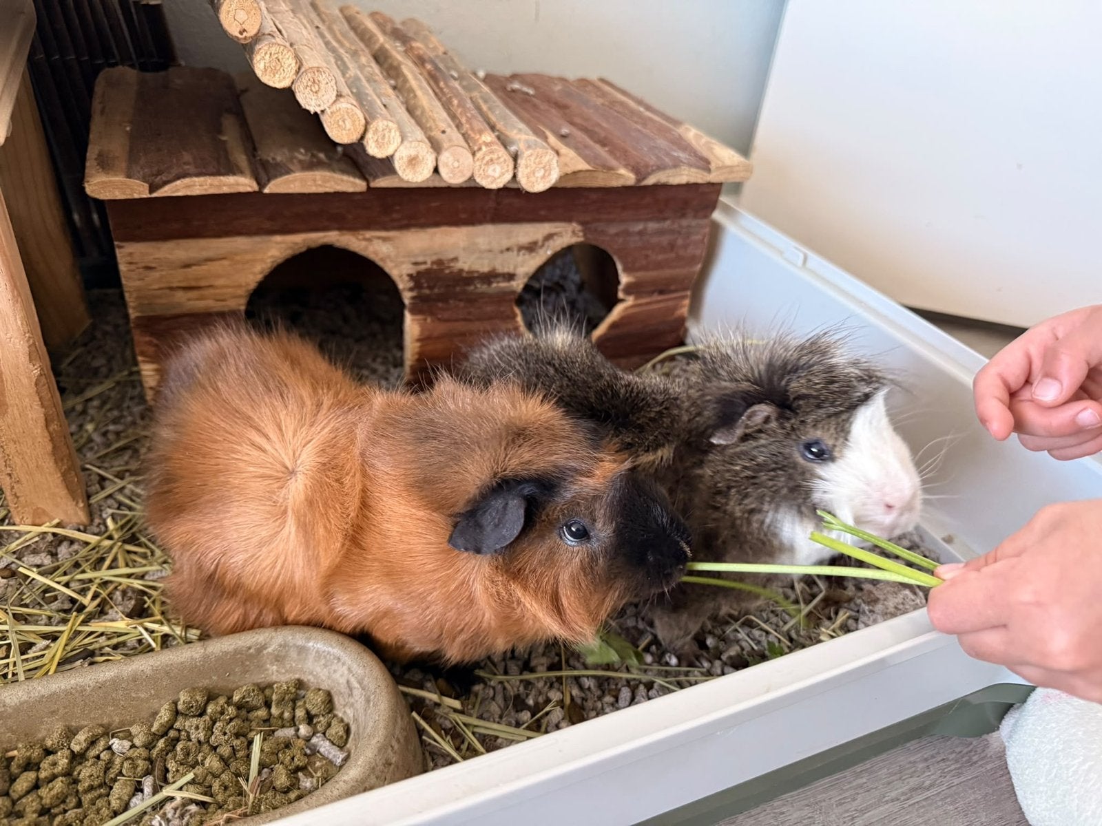 Bruine borstel cavia is op zoek naar een nieuw warm thuis, September, Mannelijk, Cavia