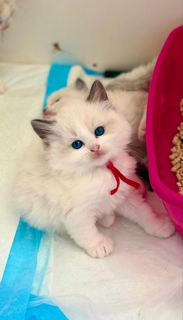 Ragdoll kitten met stamboom(fokken), Dieren en Toebehoren, Meerdere dieren, 0 tot 2 jaar