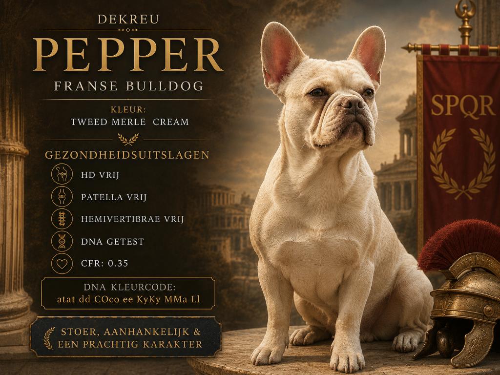 franse bulldog dekreu, te huur voor een uur,   of te koop, Parvo, Reu, 1 tot 2 jaar, Eén hond
