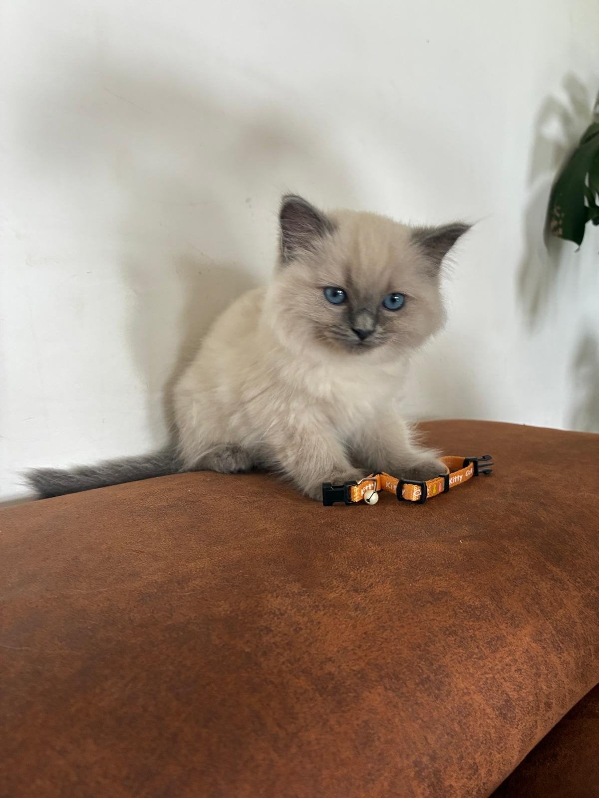 5 lieve, mooie ragdoll kittens, Poes, Gechipt, 0 tot 2 jaar