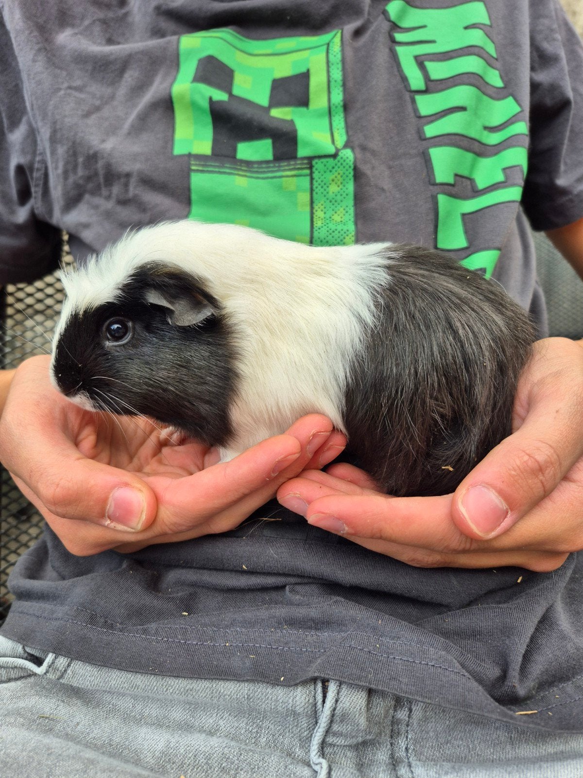 beertje 29-5, Dieren en Toebehoren, Cavia, Mannelijk, Mei, Tam