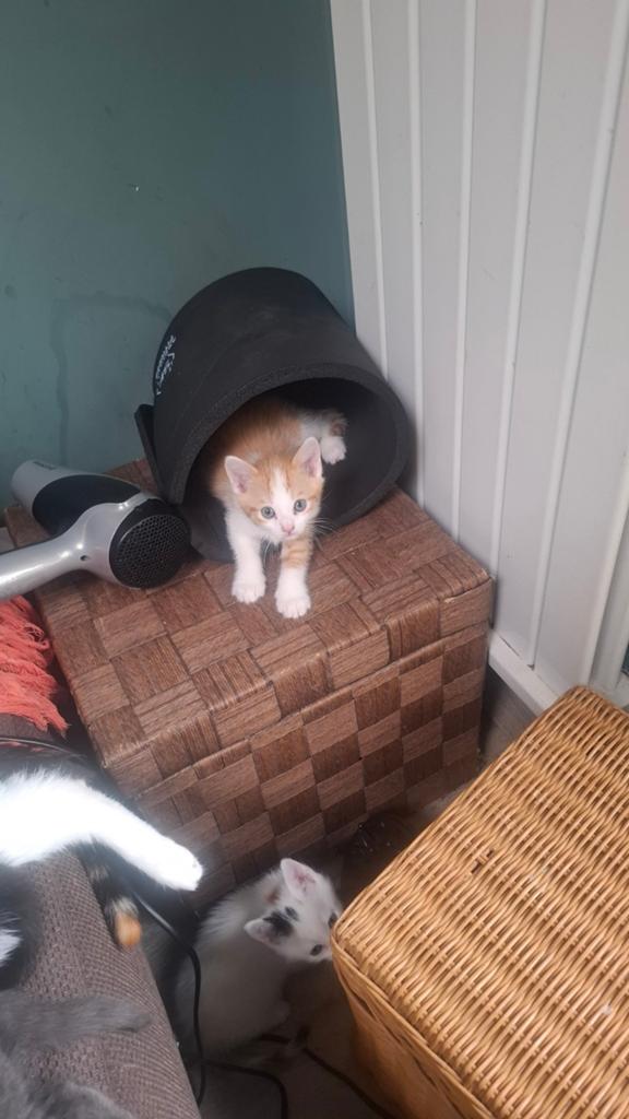 Kittens Twee mannetjes twee vrouwtjes, Dieren en Toebehoren, Katten en Kittens | Overige Katten, Meerdere dieren