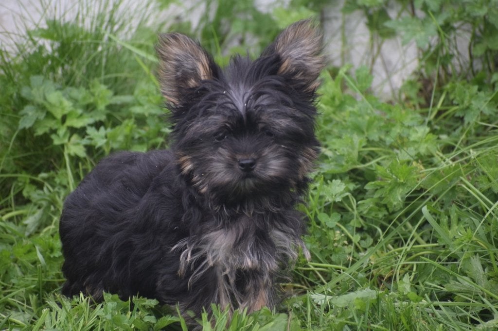 Yorkshire terrier pups nieuw nestje, Yorkshire Terriër, Nederland, Reu, 8 tot 15 weken