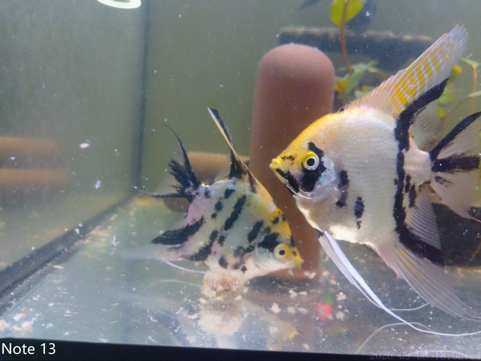 koppel maanvis, Vis, Zoetwatervis