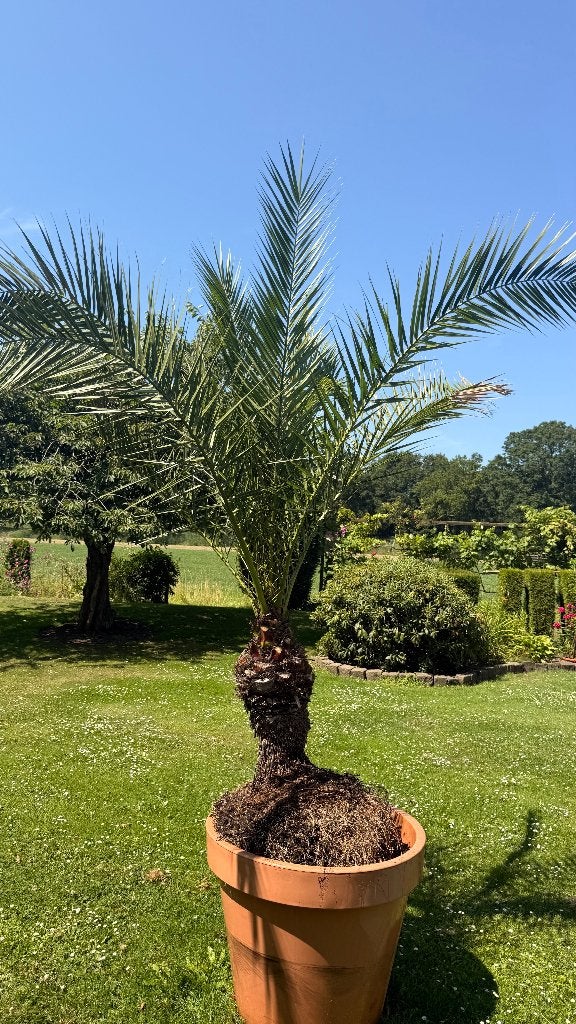 Te koop mooie Palm, Tuin en Terras, Ophalen, Bloeit niet, Overige soorten, Volle zon