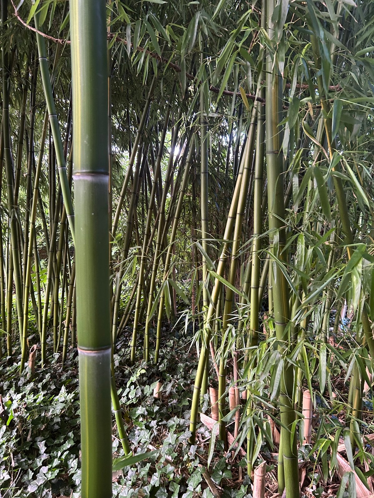 Gratis bamboe stengels voor allerhande projecten, Doe-het-zelf en Verbouw, Hout en Planken, Pallet, Overige houtsoorten, Minder dan 200 cm
