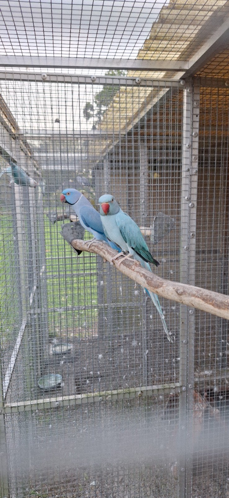 koppel halsband parkieten, Dieren en Toebehoren, Meerdere dieren, Parkiet