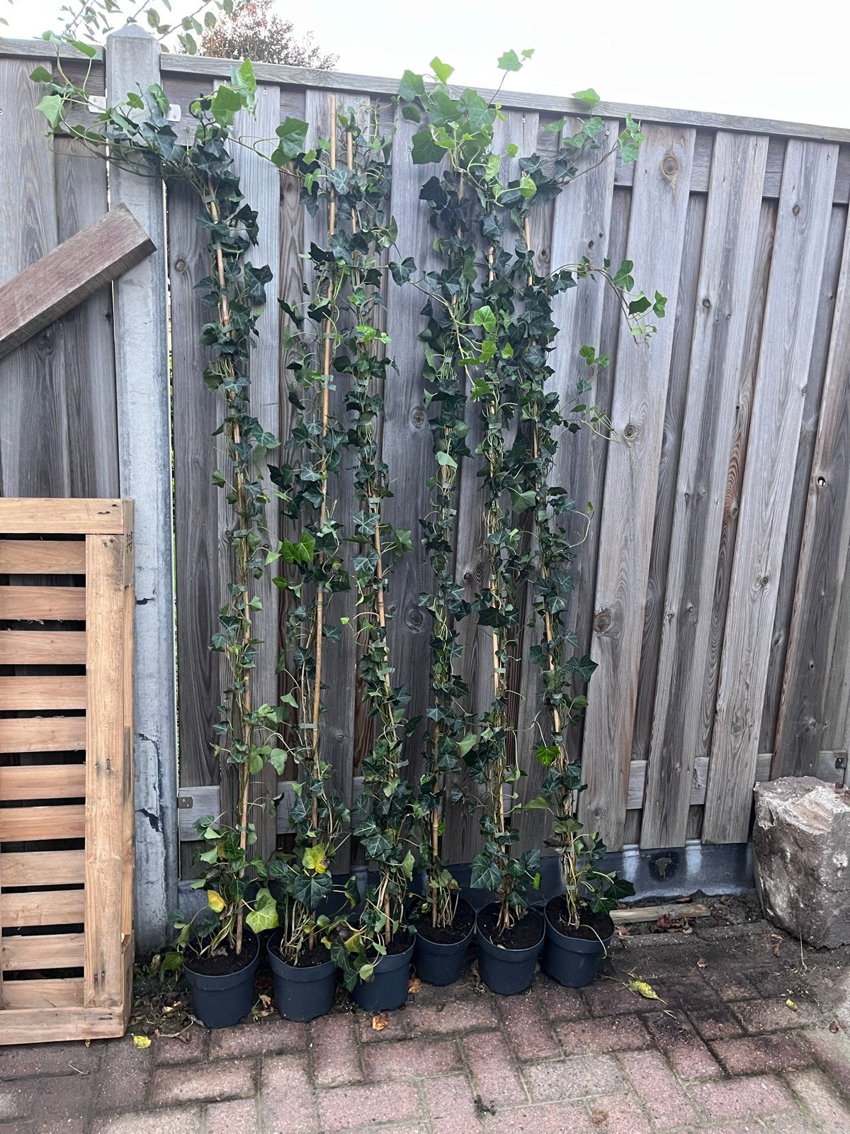 6 Hedera plantjes van 180 cm hoog, Ophalen, Vaste plant, Bloeit niet, Halfschaduw