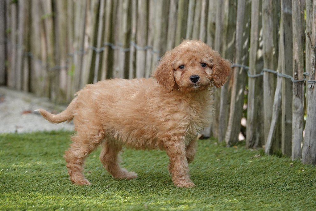 Prachtige abrikoze Cavapoo pup, Parvo, België, Overige rassen, 8 tot 15 weken