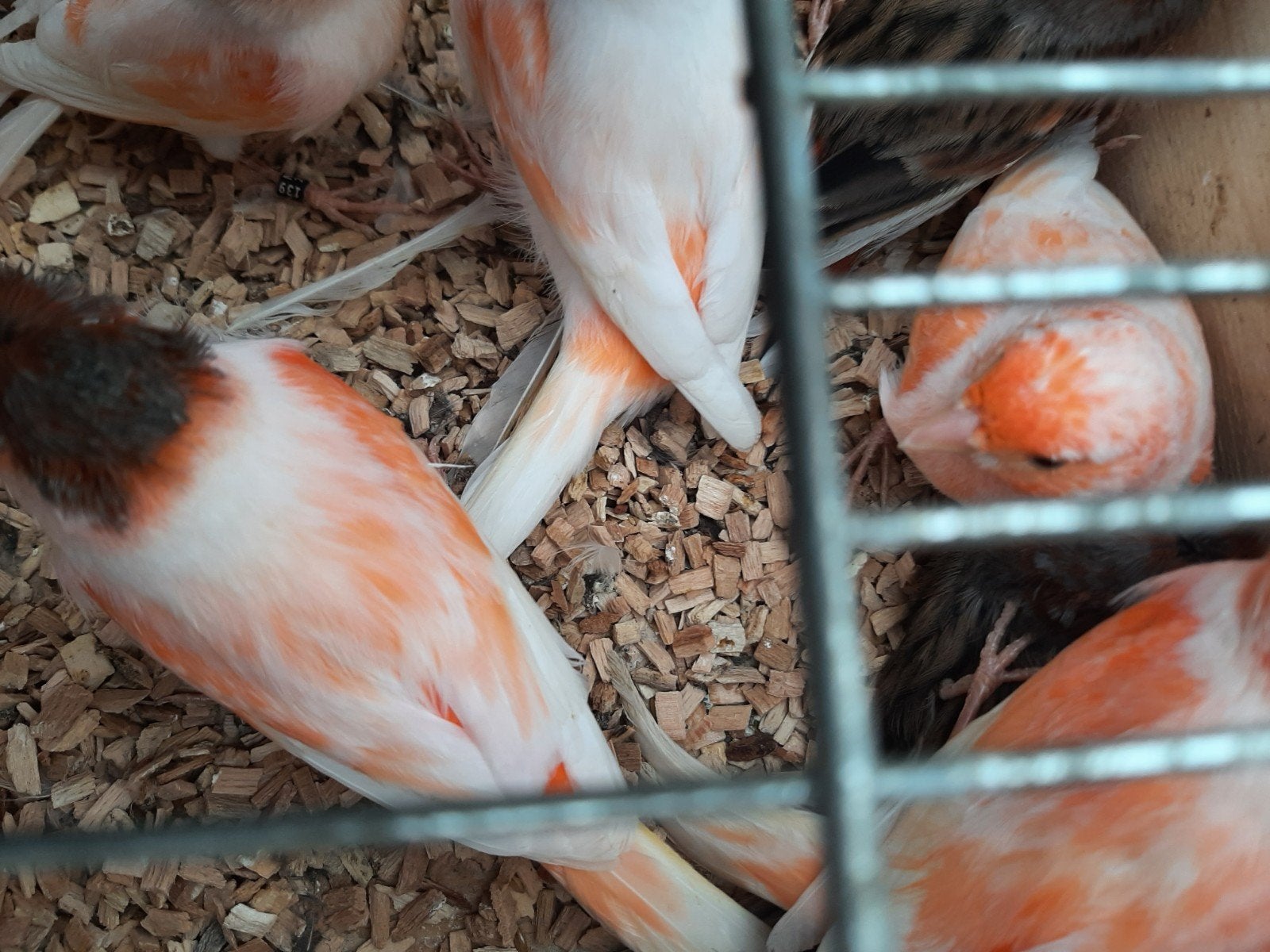 mooie jongen poppen harlekijn kanaries nov 2025 rood mozaïek, Dieren en Toebehoren, Vogels | Kanaries, Vrouwelijk, Kleurkanarie