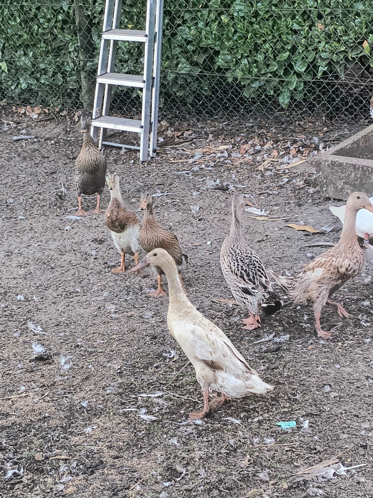 Te koop Indische loopeenden, Meerdere dieren, Eend
