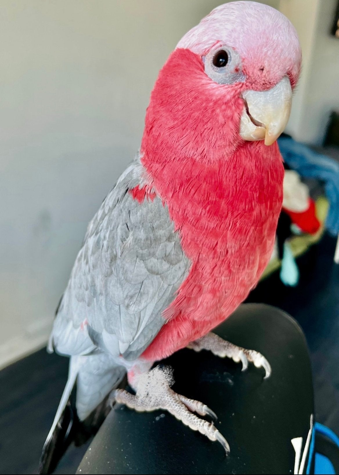Mega handtamme lieve Rose kaketoe te koop !, Mannelijk, Papegaai, Pratend