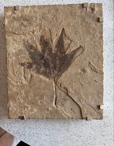 Fossiel blad - Platanus Wyomingensis (Eoceen), Ophalen of Verzenden, Fossiel