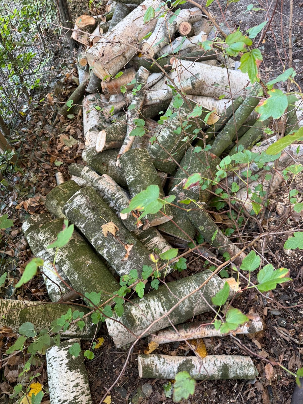 Hout, Minder dan 3 m³, Ophalen, Berkenhout, Blokken