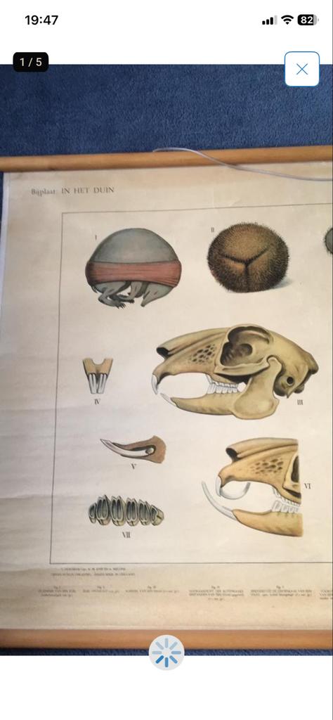 Vintage Schoolplaat: Het Duin - Natuur en Biologie, Ophalen, Natuur en Biologie