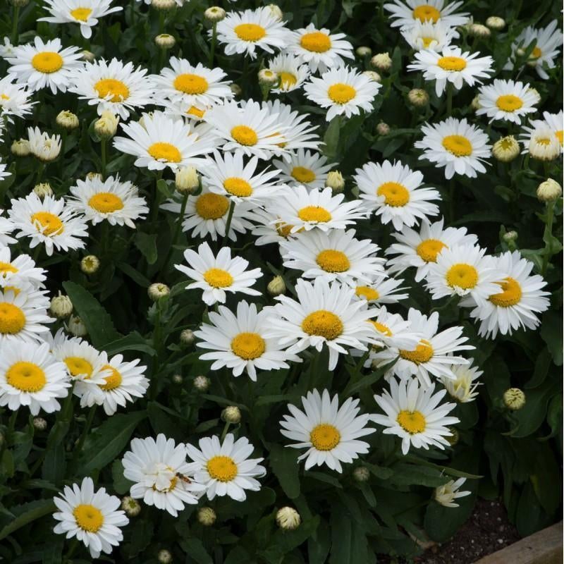 Leucanthemum hoge margriet, vaste plant, bodembedekker, Tuin en Terras, Planten | Tuinplanten, Ophalen, Vaste plant, Bodembedekkers