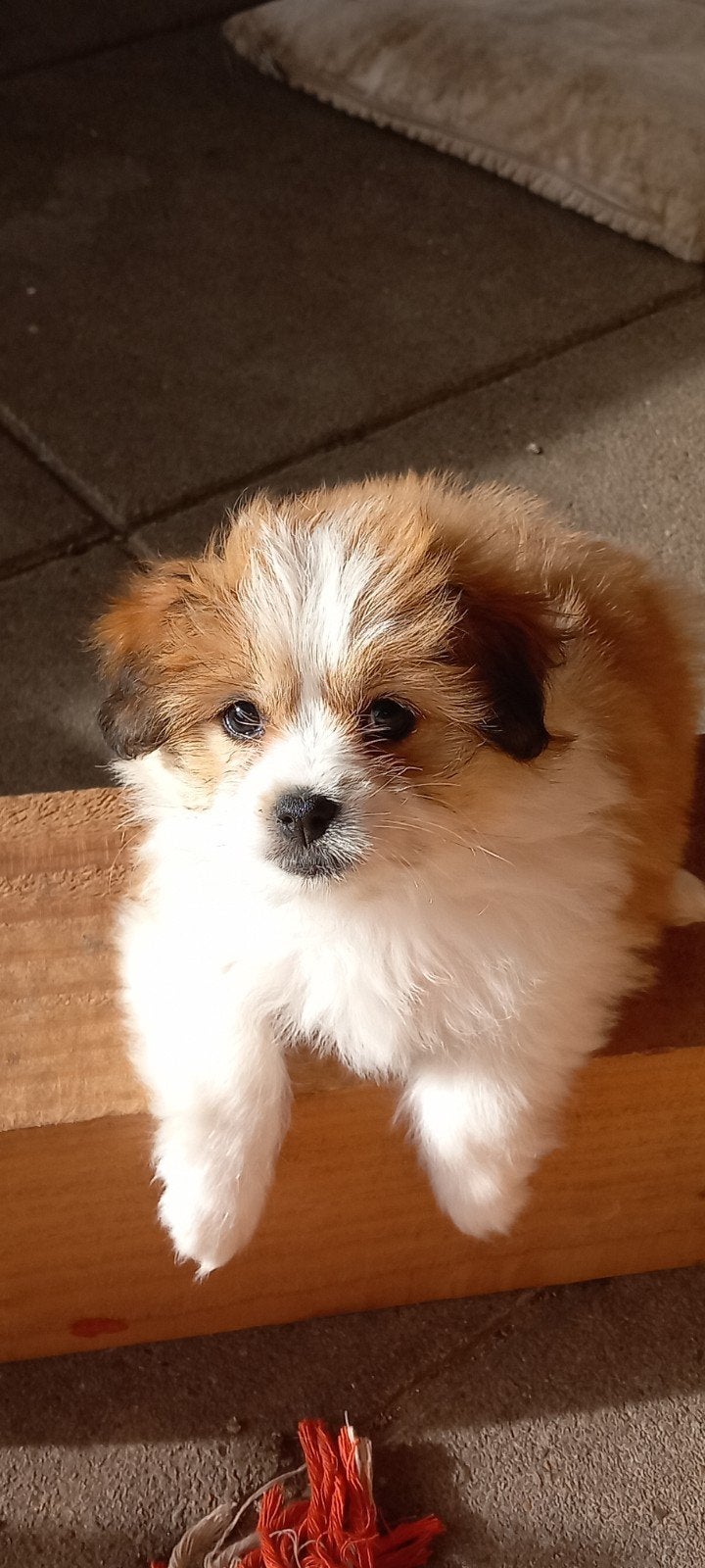 Onwijs lieve pups kruizing x pomeriaan zoeken een warm huisj, Overige rassen, 8 tot 15 weken, Meerdere, Meerdere dieren