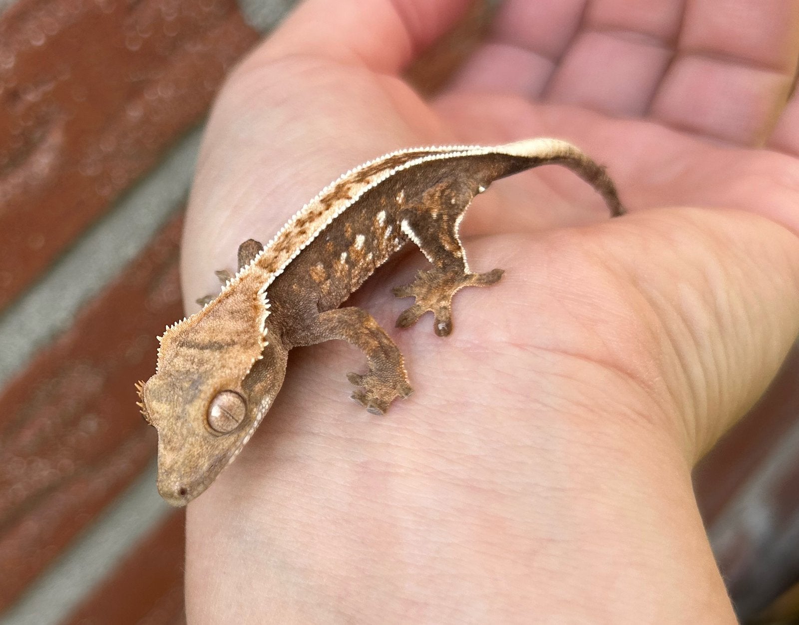 Wimpergekko pinstripe tricolor, Dieren en Toebehoren, Reptielen en Amfibieën, Hagedis, 0 tot 2 jaar