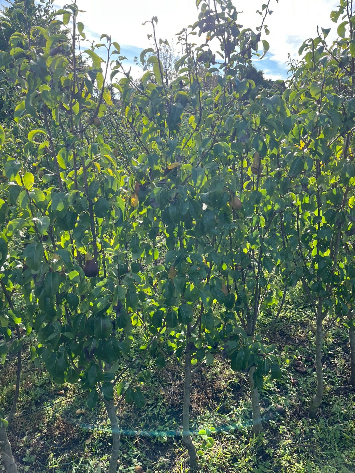Pyrus com. ‘Concorde’, Ophalen, 100 tot 250 cm, Halfschaduw, Lente