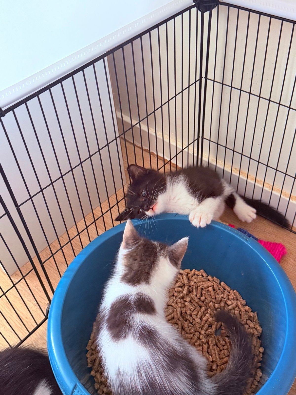 Foto 11 van Kittens mogen het nestje verlaten.