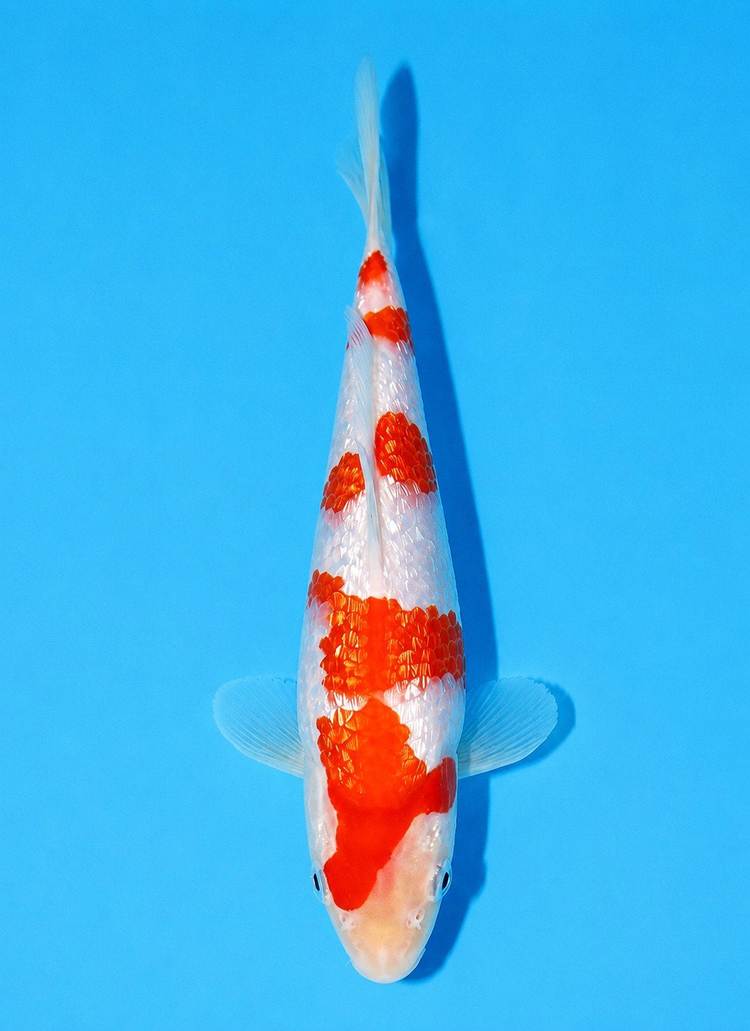 Koi ginrin Kohaku, Dieren en Toebehoren, Karper of Koi