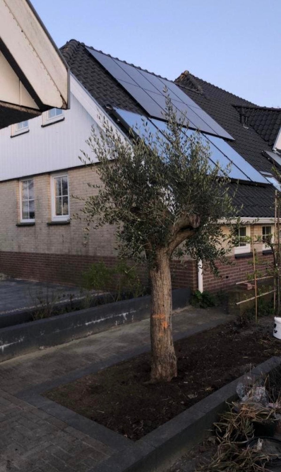 Te koop aangeboden oude olijfboom (Olea europaea)., Bloeit niet, Olijfboom, 250 tot 400 cm, Ophalen