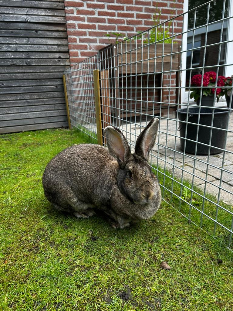 Gezocht gecastreerde ram van een groter ras, Dieren en Toebehoren, Konijnen, Mannelijk, Groot, 6 tot 8 jaar