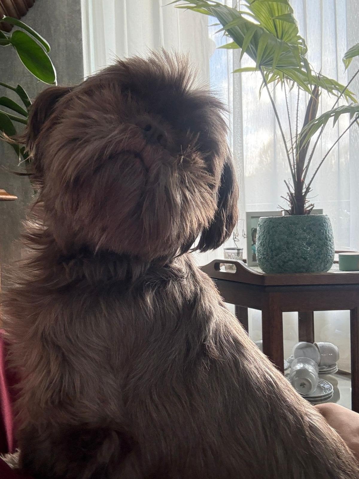 Shih tzu teef, Overige rassen, Teef, Eén hond, 3 tot 5 jaar