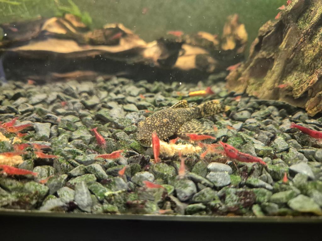 Rode garnalen, Kreeft, Krab of Garnaal