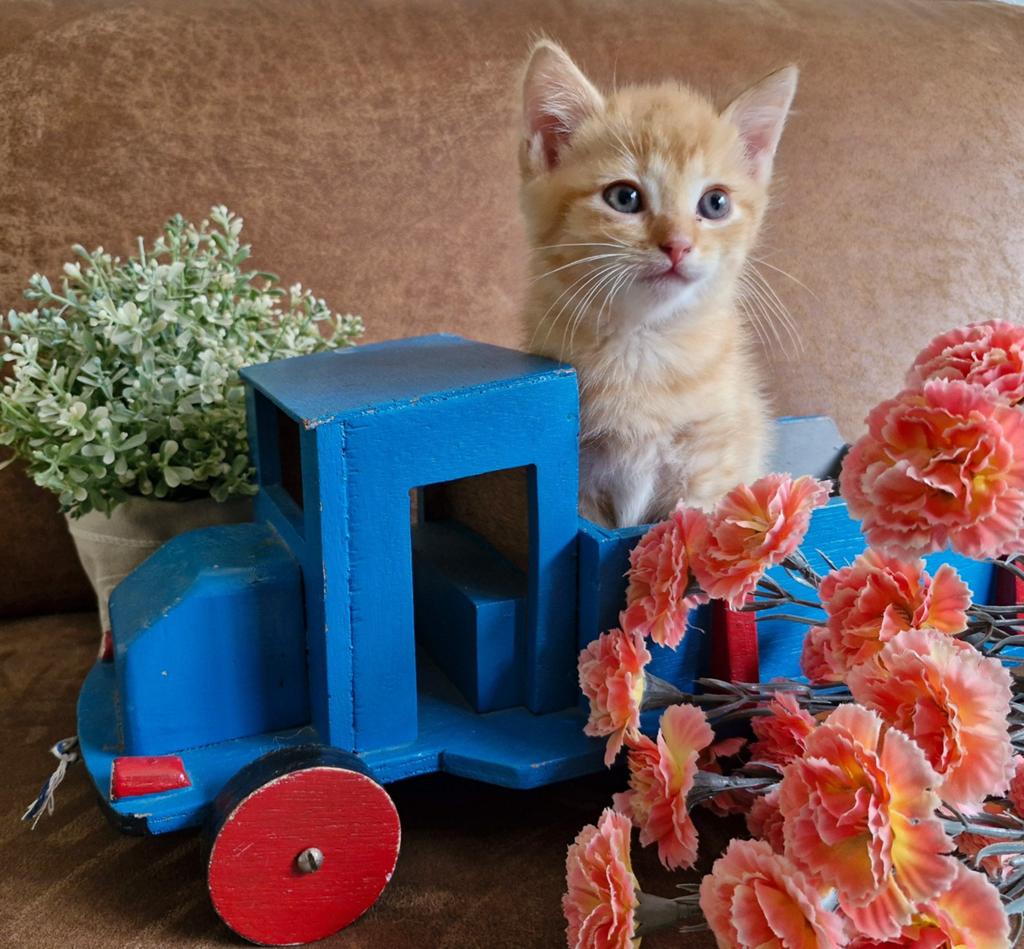 Nog 1 mooie kitten kruising!, Dieren en Toebehoren, Katten en Kittens | Overige Katten, Meerdere dieren, 0 tot 2 jaar