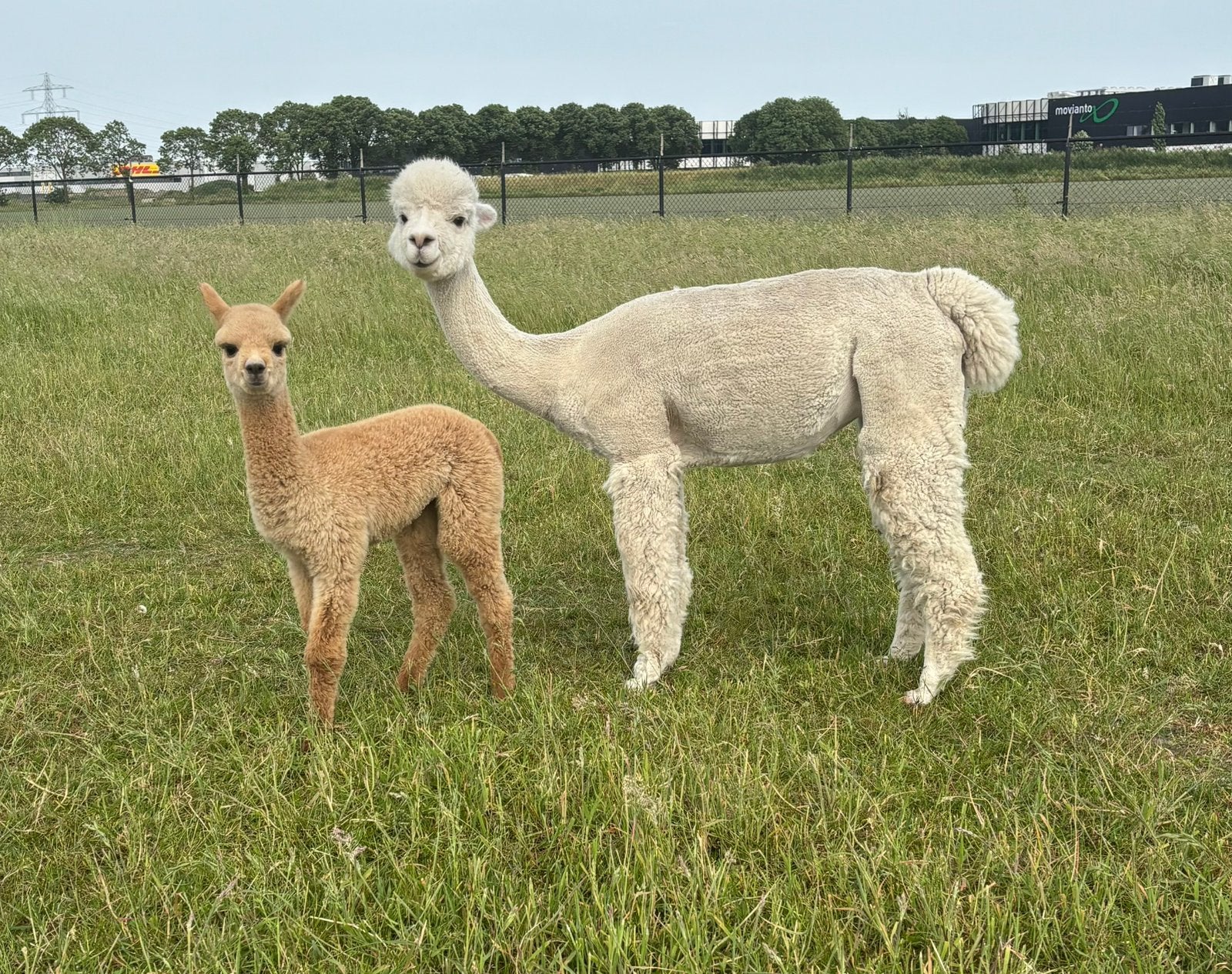 Stamboom Alpaca merrie met merrie veulen, Dieren en Toebehoren, Overige Dieren, Juli, Meerdere dieren