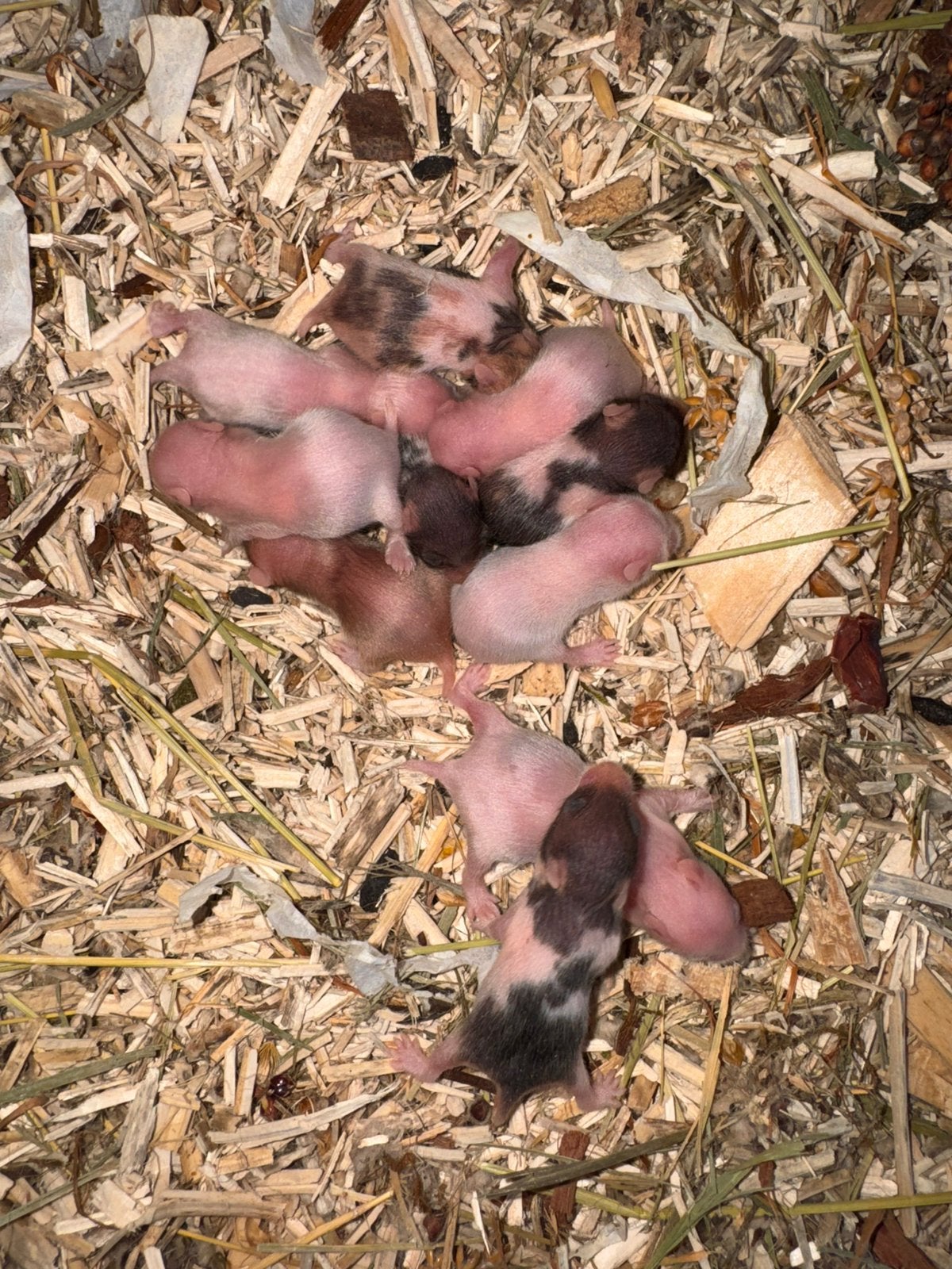 Syrische baby hamsters geboren 4/9/26, Dieren en Toebehoren, Hamster, Meerdere dieren, Tam, September