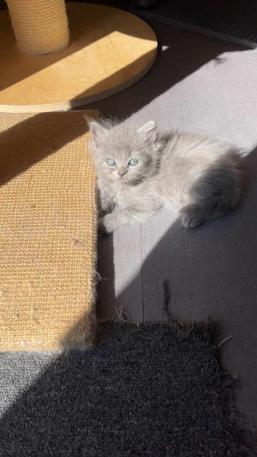 Kruising ragdoll/britse korthaar, Dieren en Toebehoren, Kater