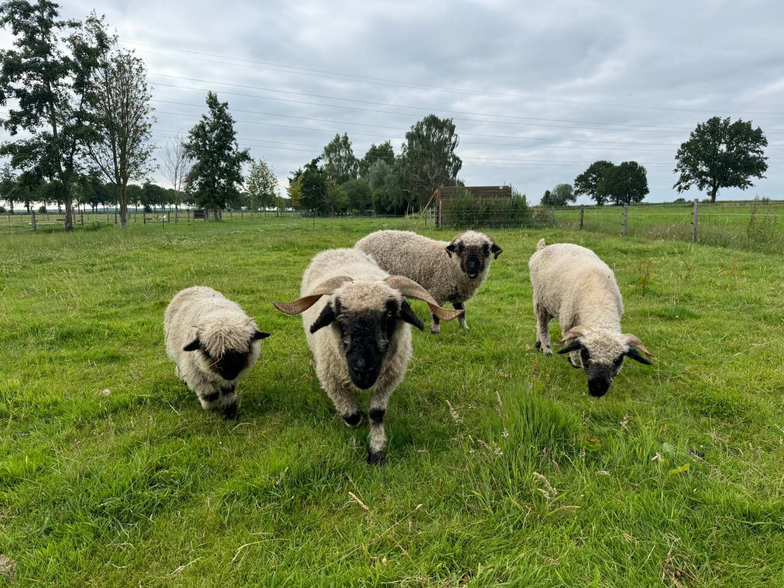 Walliser Schwarsnaze ooien, Dieren en Toebehoren, Schapen, Geiten en Varkens, Vrouwelijk, Schaap