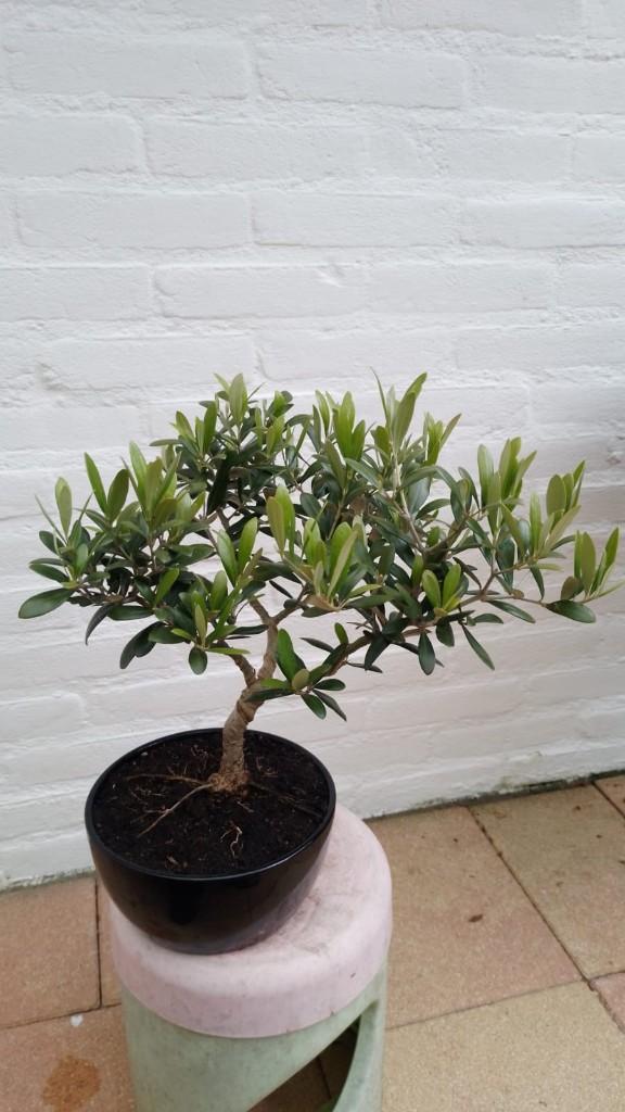 Bonsai Olijf, Tuin en Terras, Planten | Bomen, Olijfboom, Minder dan 100 cm, Zomer, Ophalen