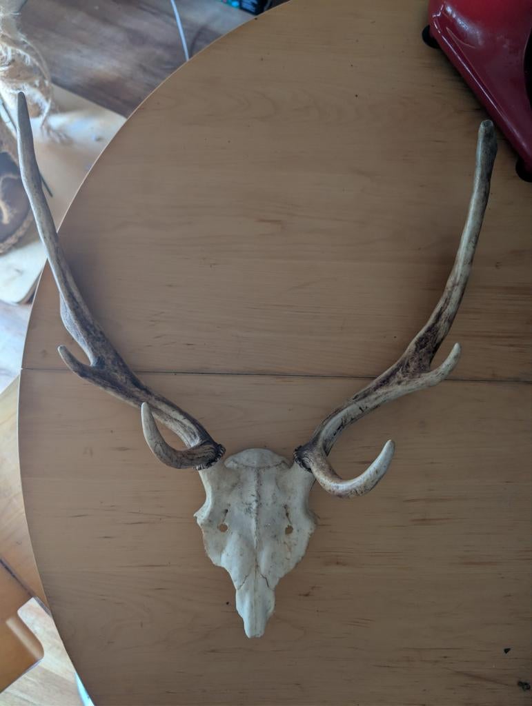 Herten Gewei Schedel - Decoratief Wandobject, Ophalen
