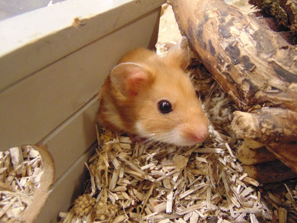 Goudhamster hamster in Assen., Dieren en Toebehoren, Hamster, Juli, Meerdere dieren, Tam