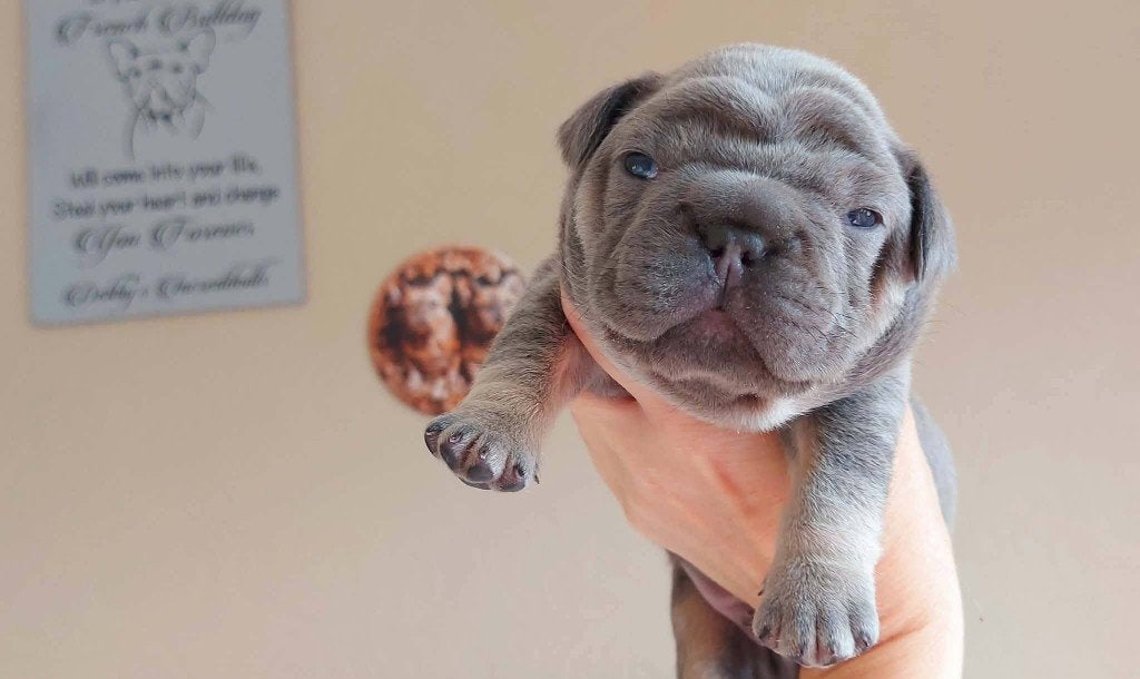 Prachtige Franse Bulldog pups met stamboom, Dieren en Toebehoren, België, Particulier, 8 tot 15 weken, Bulldog
