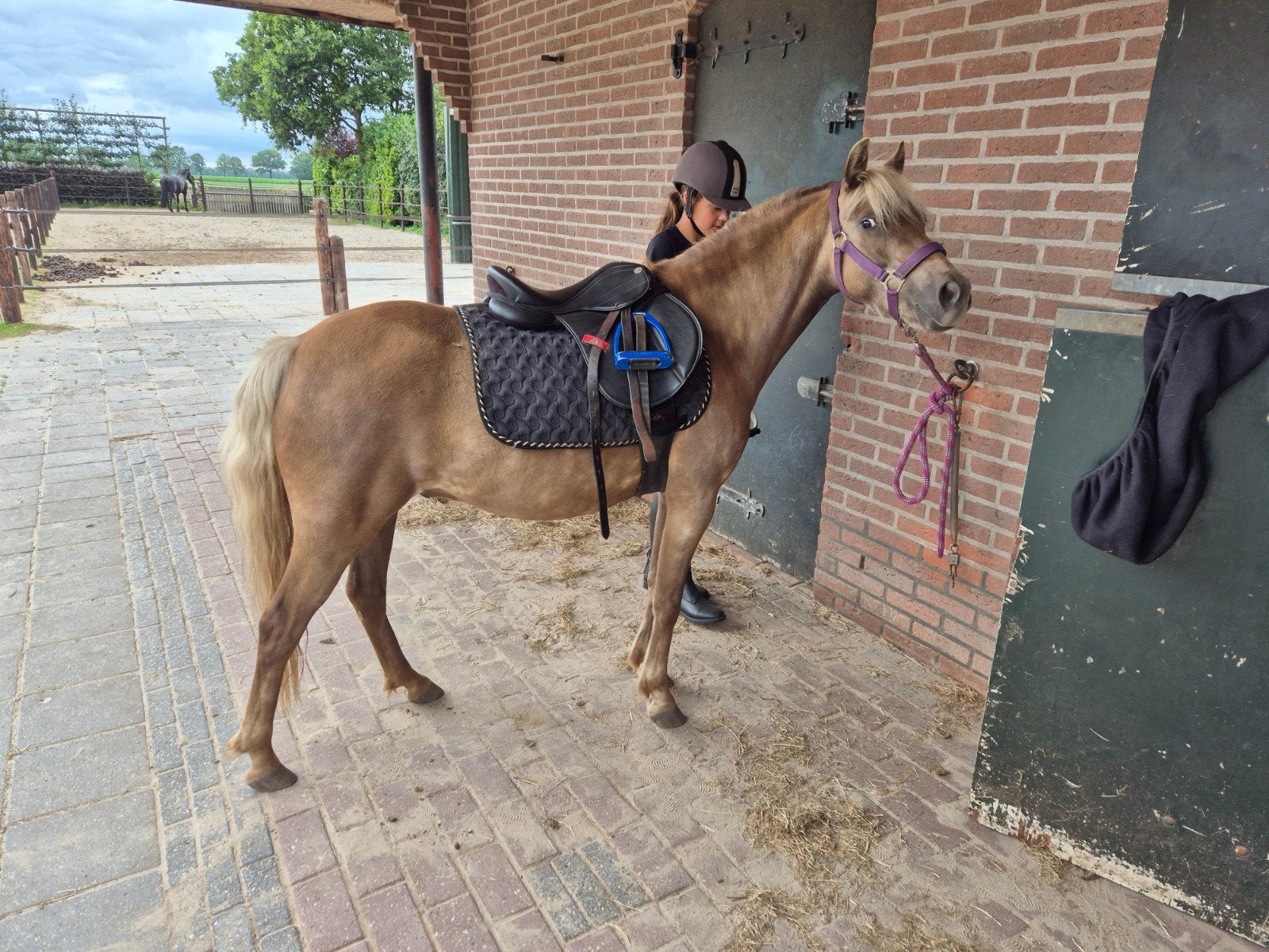 Appaloosa merrieveulen, appaloosa ruin, zilverappel ruin, Merrie, Met stamboom, Zadelmak, A pony (tot 1.17m)