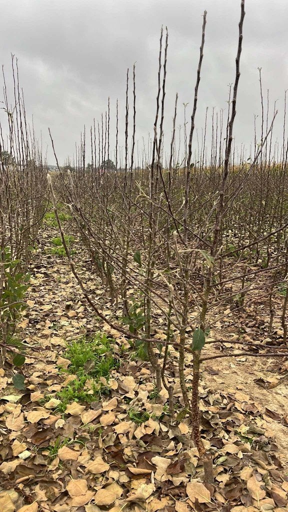 Fruitbomen – appel, peren, pruimen en zure-kersenbomen enz., Ophalen of Verzenden, Appelboom, Lente