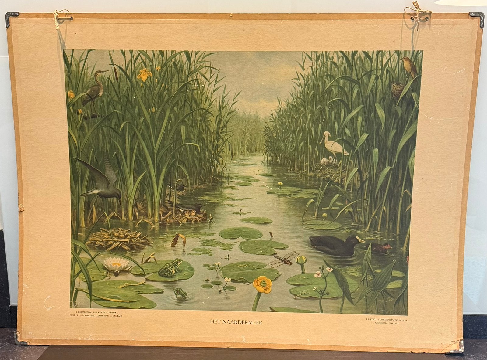 Oude schoolplaat Naardermeer, Ophalen, Natuur en Biologie